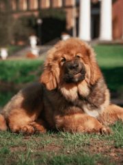 Тибетский мастиф