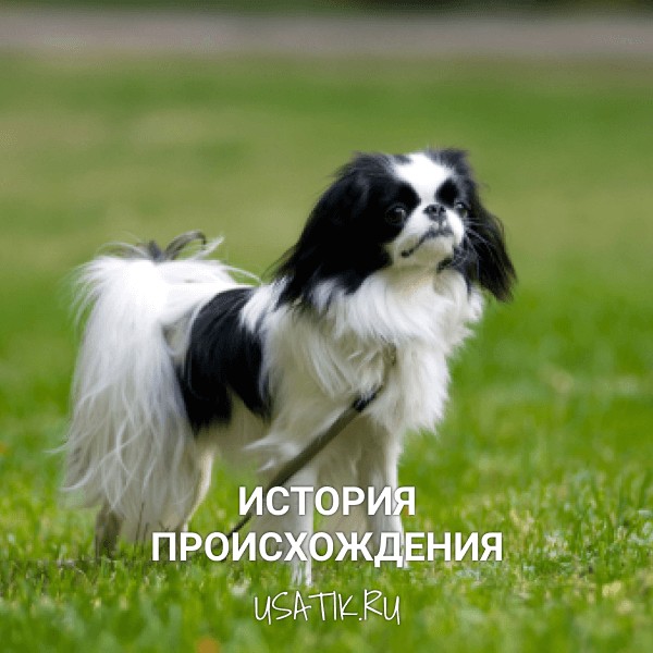 История происхождения японских хинов