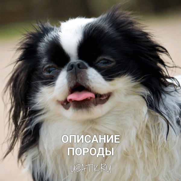 Японский хин - описание породы