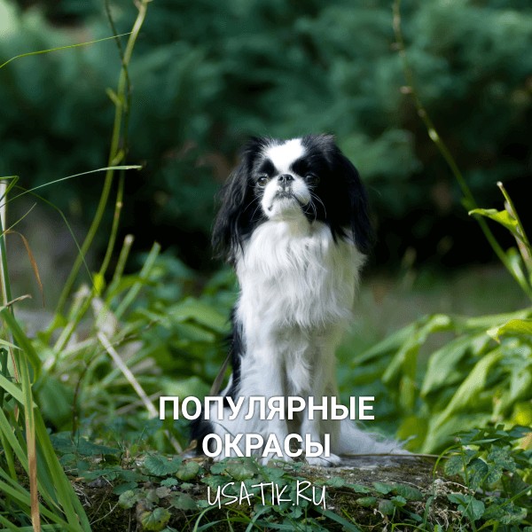 Популярные окрасы японских чинов