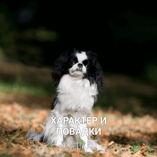 Характер и повадки японских хинов