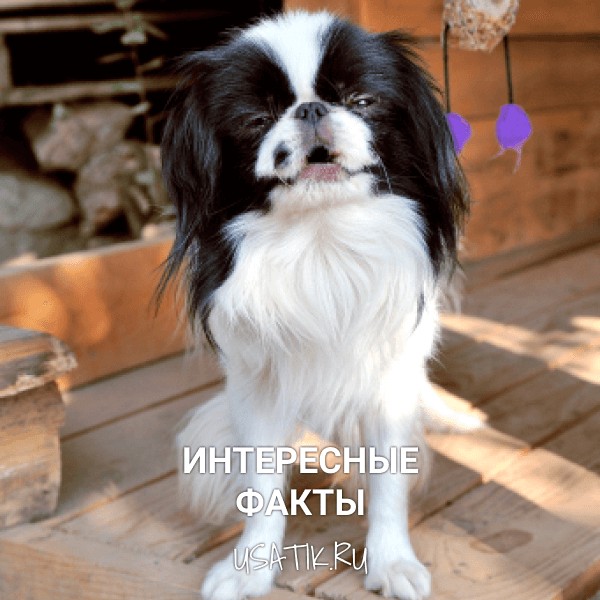 Интересные факты о японских хинах