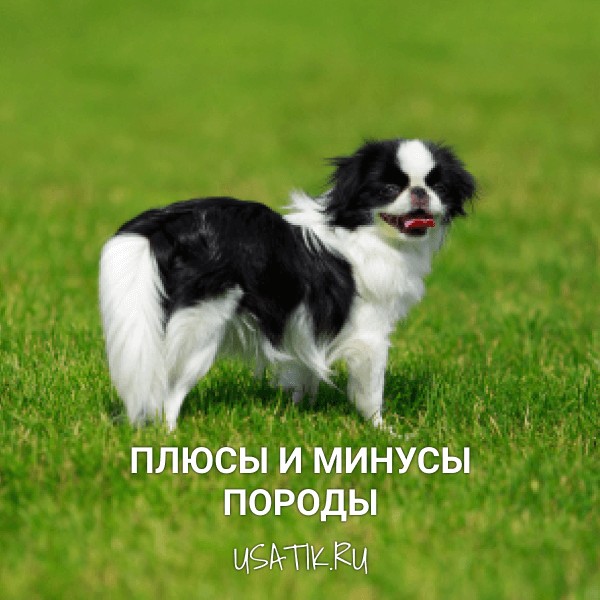 Плюсы и минусы японских чинов