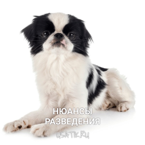 Разведение японских хинов