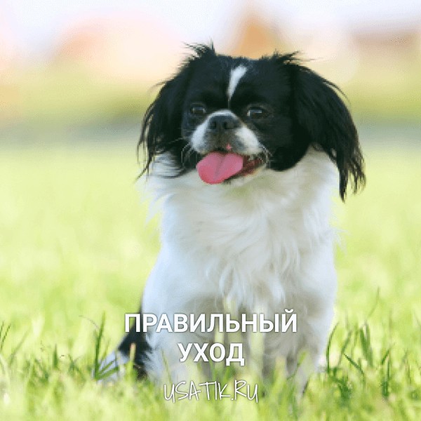 Уход за японскими хинами