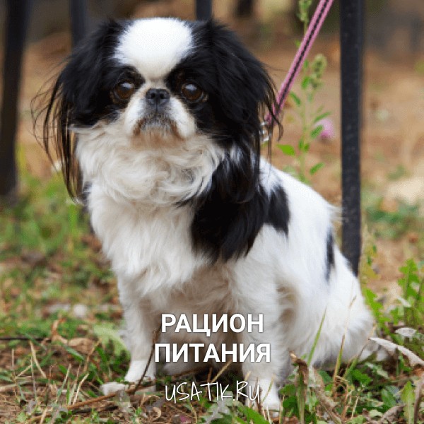 Рацион питания японских хинов