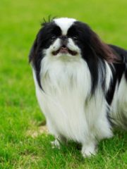 Японский хин