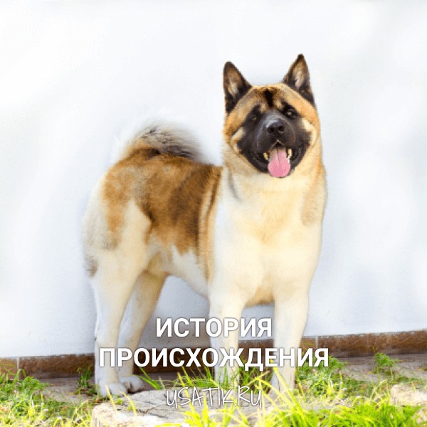 История происхождения американских акит
