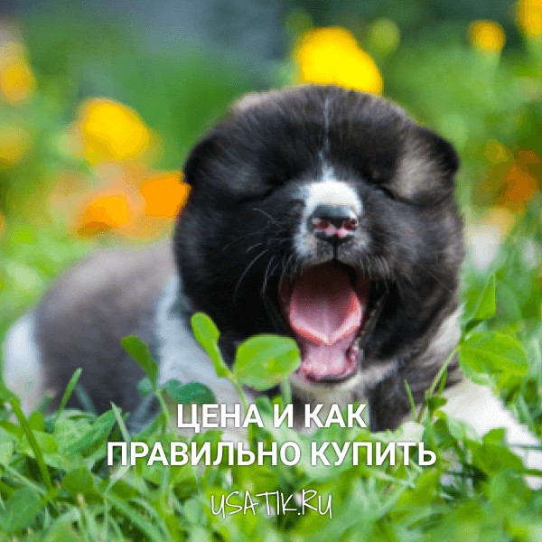 Американская акита - цена и как правильно купить