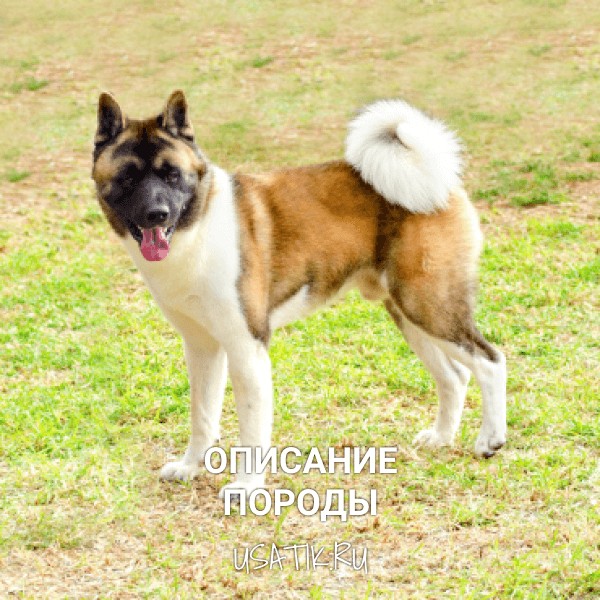 Американская акита - описание породы