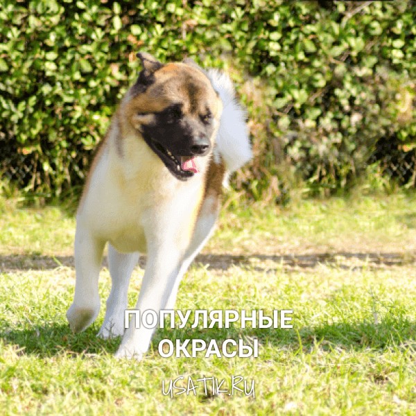 Популярные окрасы американских акит