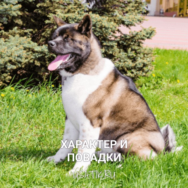 Характер и повадки американских акит