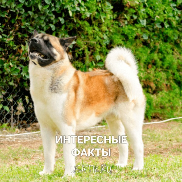 Интересные факты об американских акитах
