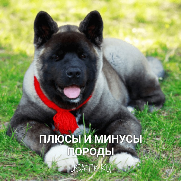 Плюсы и минусы американских акит