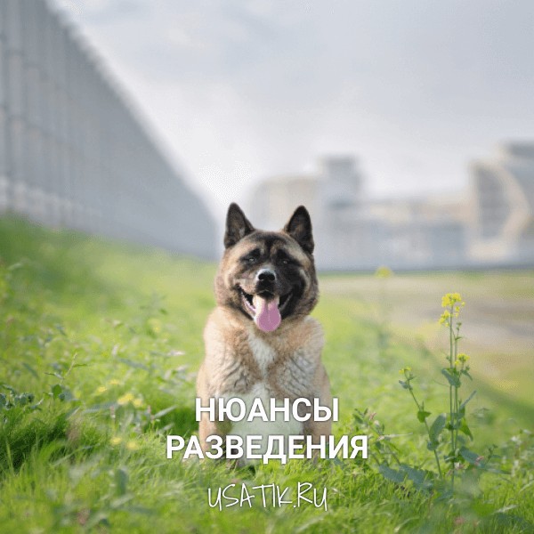Разведение американских акит