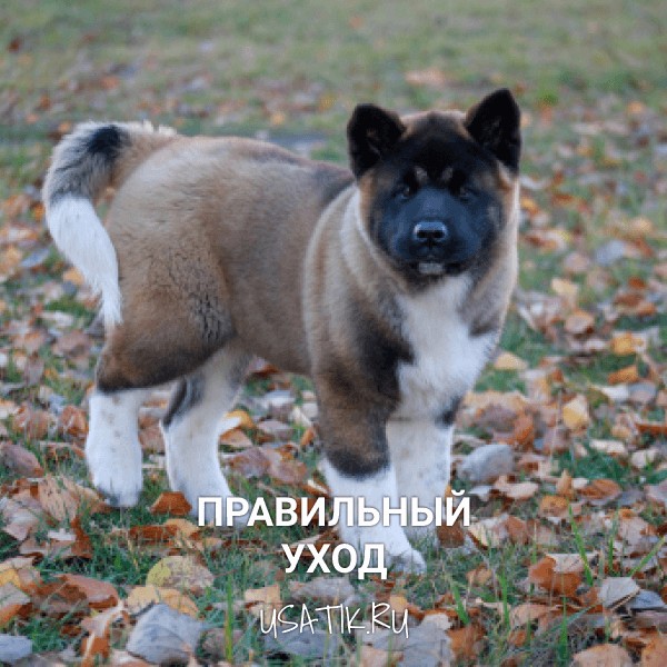 Уход за американскими акитами