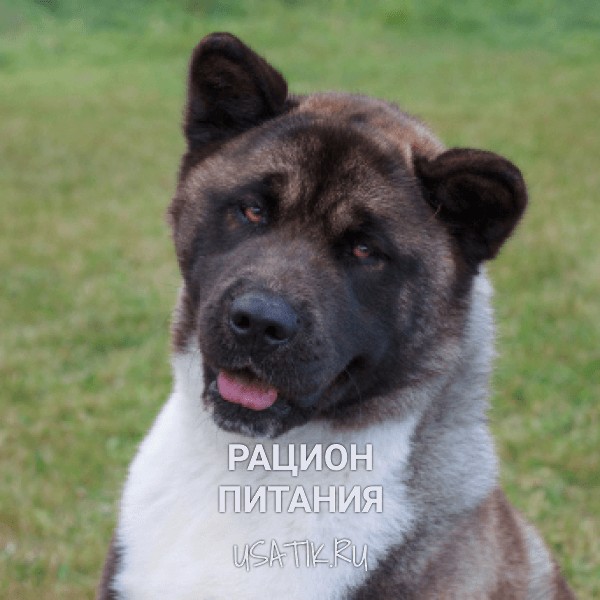 Рацион питания американских акит