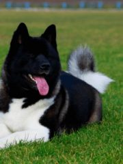 Американская акита