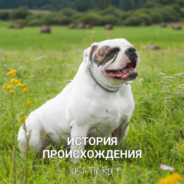 История происхождения американских бульдогов