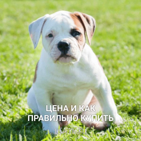 Американский бульдог - цена и как правильно купить