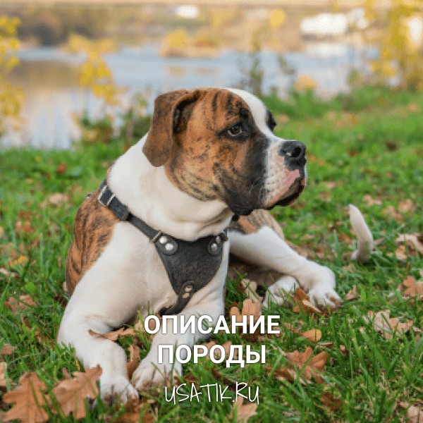 Американский бульдог - описание породы
