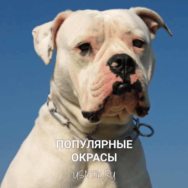 Популярные окрасы американских бульдогов