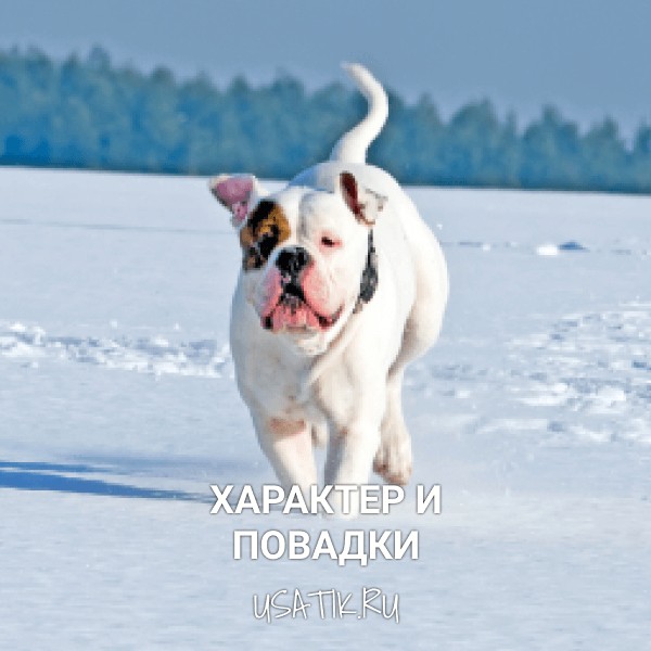 Характер и повадки американских бульдогов
