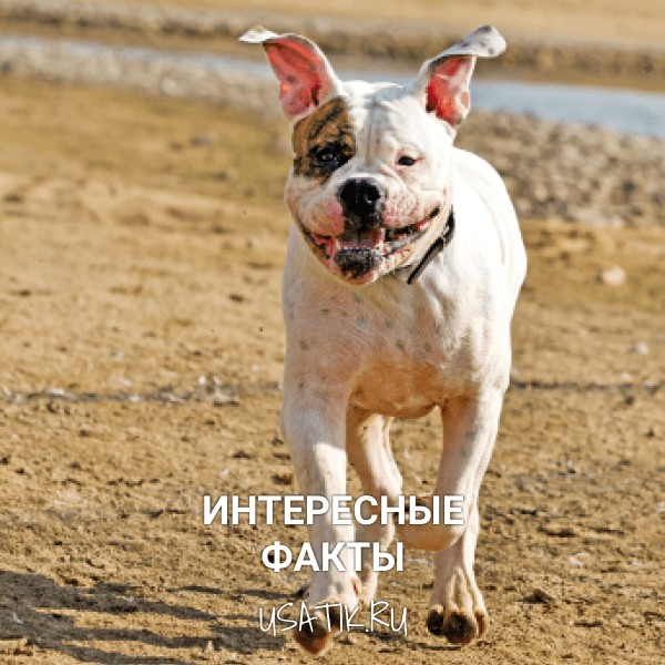 Интересные факты об американских бульдогах