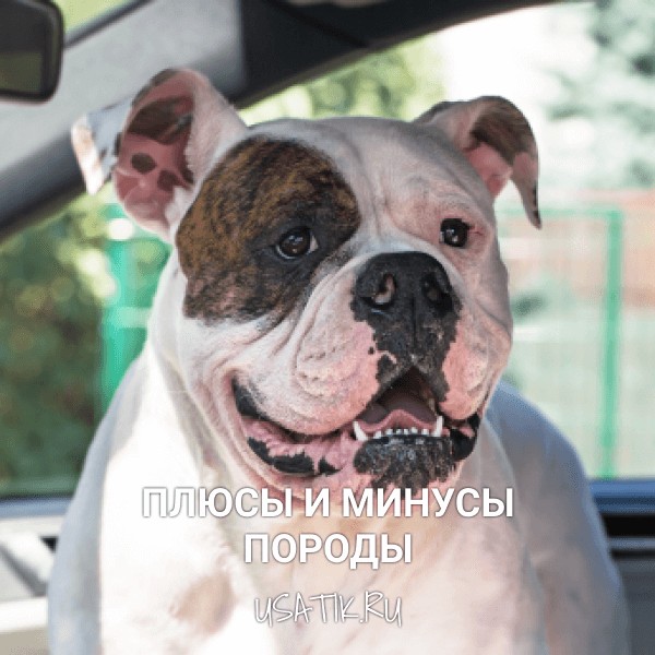 Плюсы и минусы американских бульдогов