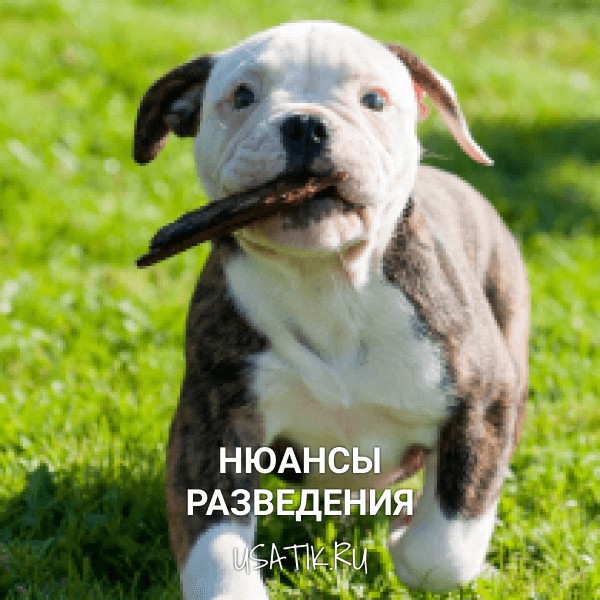 Разведение американских бульдогов