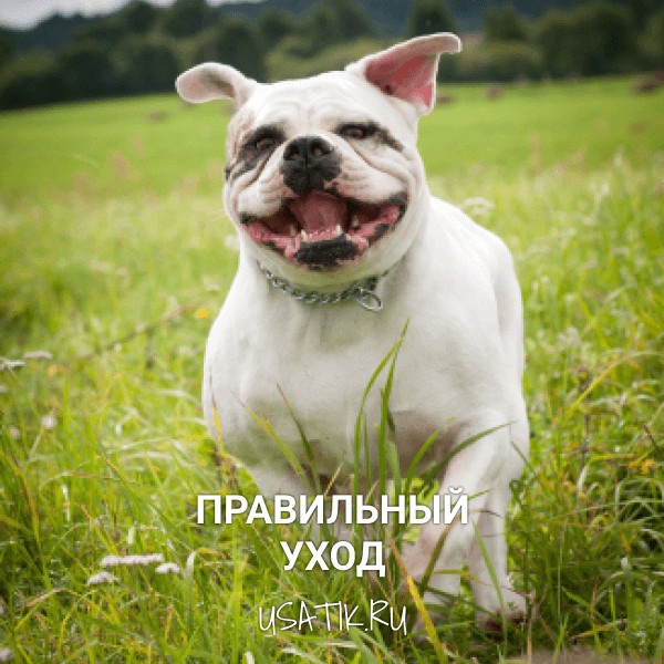 Уход за американскими бульдогами