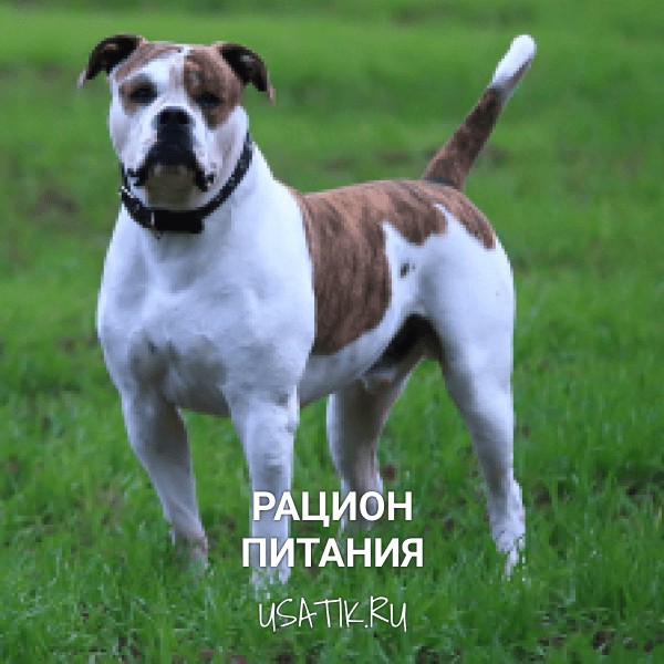 Рацион питания американских бульдогов