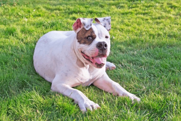 Американский бульдог