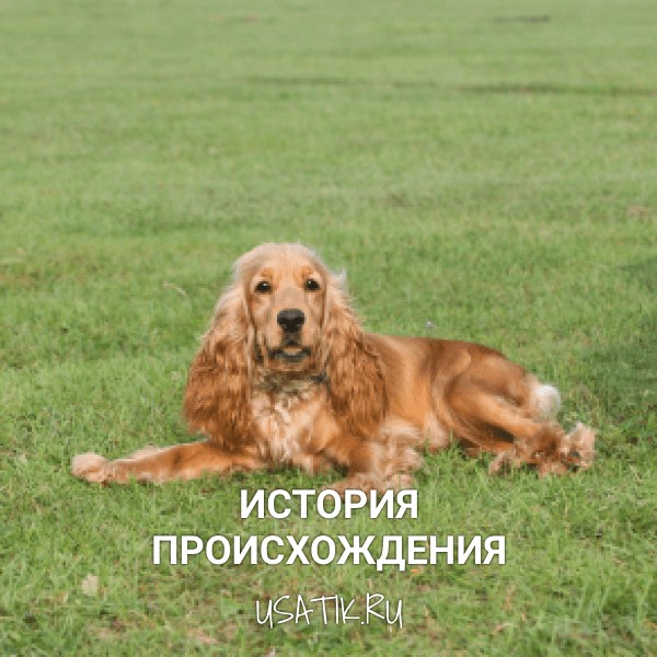 История происхождения английских кокер-спаниелей