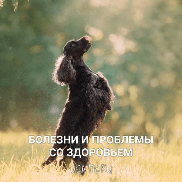 Болезни и проблемы со здоровьем