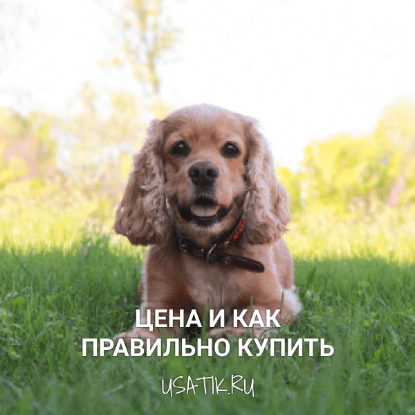 Английский кокер-спаниель - цена и как правильно купить