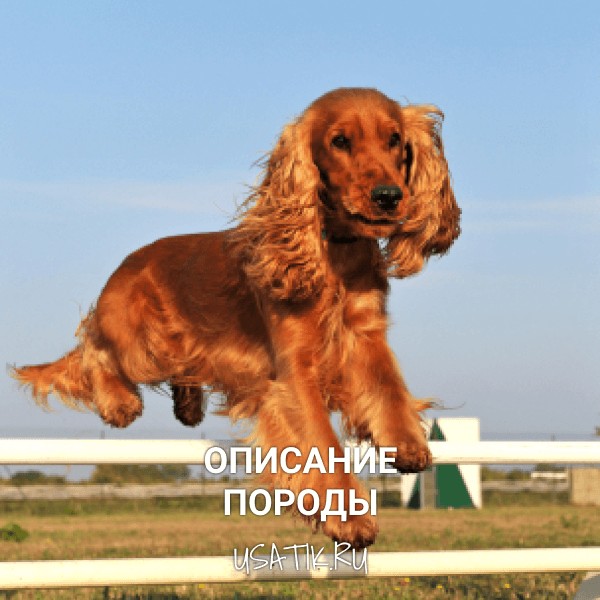 Английский кокер-спаниель - описание породы