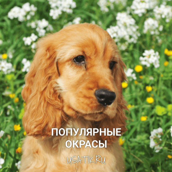 Популярные окрасы английских кокер-спаниелей