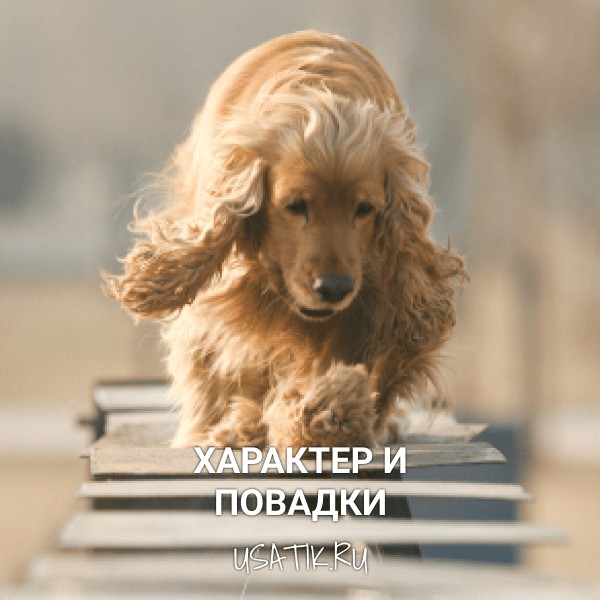 Характер и повадки английских кокер-спаниелей