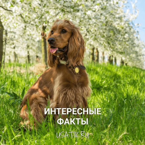 Интересные факты об английских кокер-спаниелях