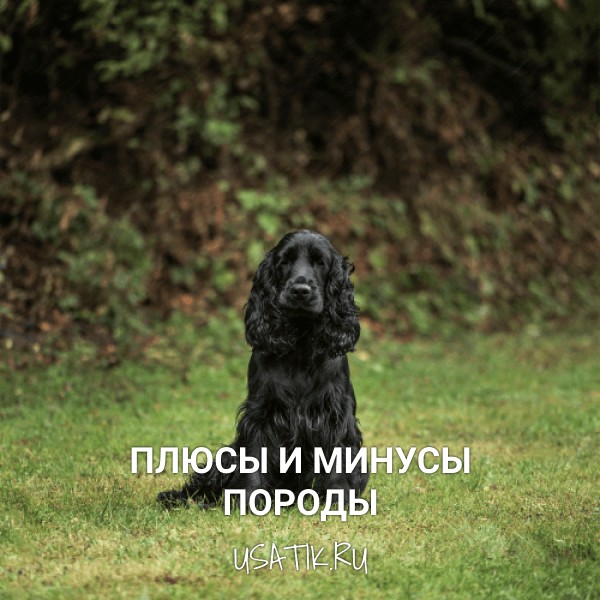 Плюсы и минусы английских кокер-спаниелей