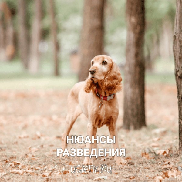 Разведение английских кокер-спаниелей