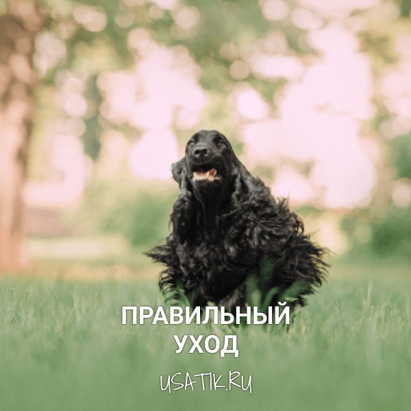 Уход за английскими кокер-спаниелями