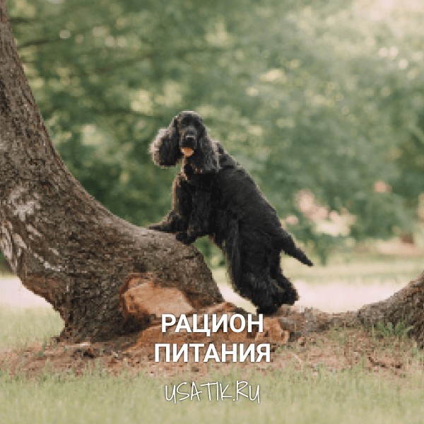 Рацион питания английских кокер-спаниелей
