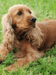Английский кокер-спаниель
