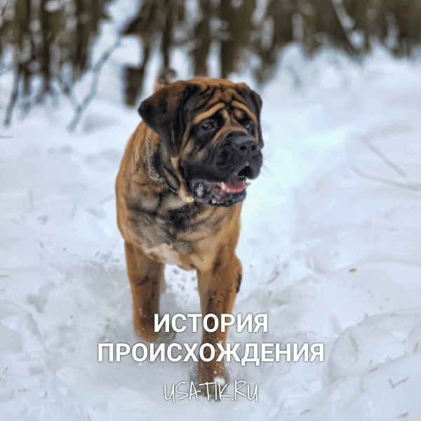 История происхождения английских мастифов