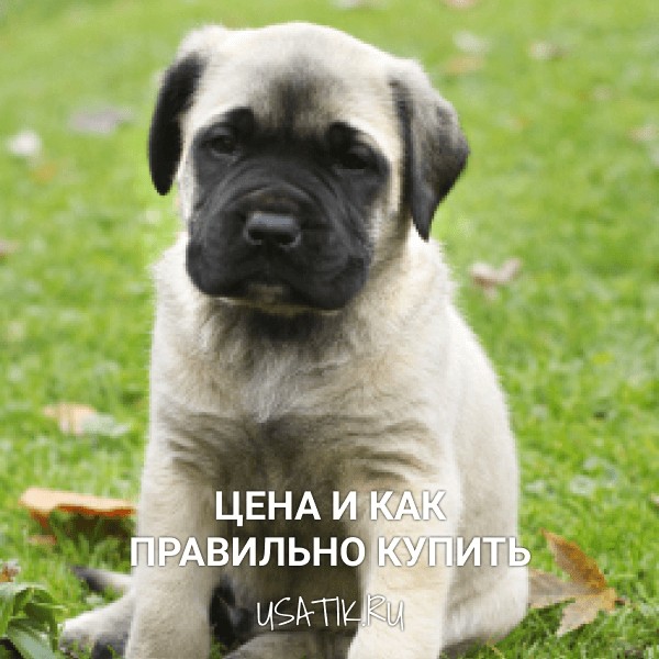 Английский мастиф - цена и как правильно купить