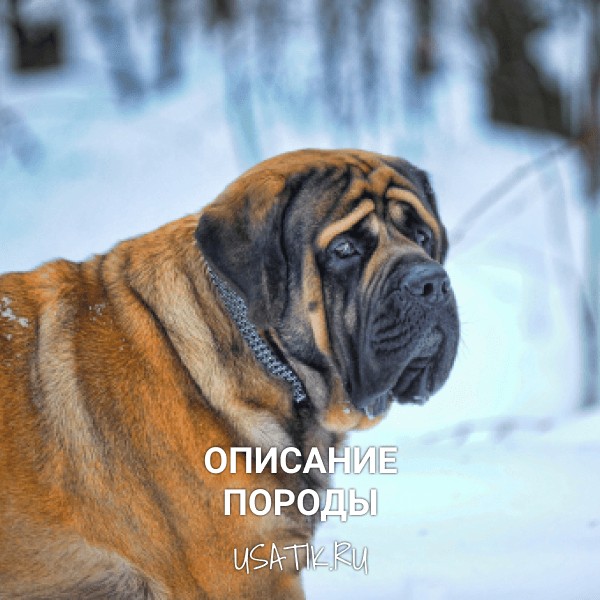 Английский мастиф - описание породы
