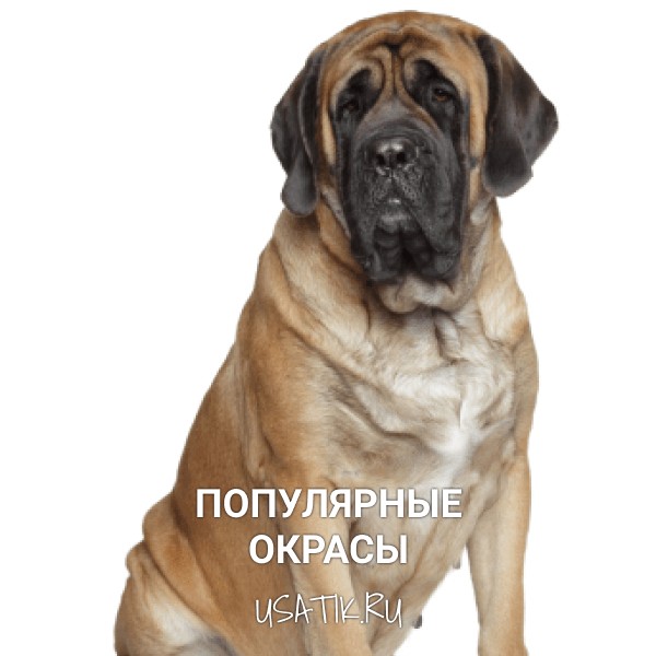Популярные окрасы английских мастифов