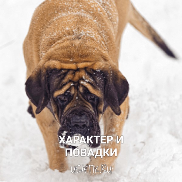 Характер и повадки английских мастифов